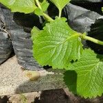 Plectranthus amboinicusFeuille