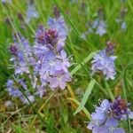 Veronica prostrata Flower