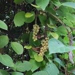 Schisandra chinensis Fuelha