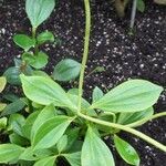 Peperomia glabella Flor