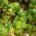 Traganum moquinii Flor