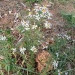 Galatella sedifolia Цветок