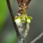 Baloghia neocaledonica Fruit