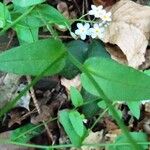 Myosotis sylvatica ഇല