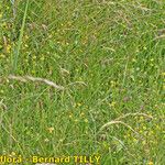 Trifolium patens Habitus