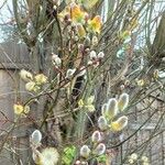 Salix caprea Flower