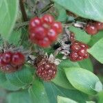 Rubus gratus ഫലം