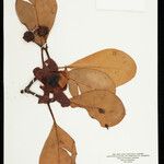 Clusia insignis Fruto