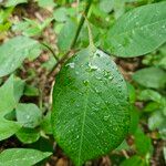 Euphorbia heterophylla Feuille