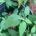 Solanum scabrum Kvet