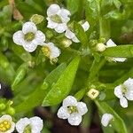 Lobularia maritima Levél
