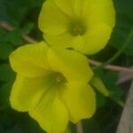 Oxalis pes-caprae Fleur