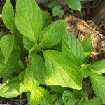 Cornus rugosa Foglia