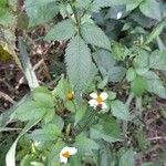 Bidens pilosa 形態