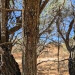 Prosopis velutina Corteza