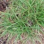 Carex remota 葉