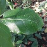 Ficus glumosa Leaf