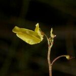 Utricularia minor Іншае