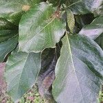 Combretum woodii Leaf