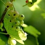 Ribes rubrum Máis