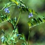 Vicia ludoviciana Habitat