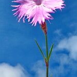 Dianthus plumarius Цветок