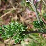 Fumaria gaillardotii Leaf