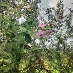 Rubus sanctus 花