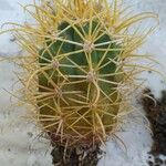 Ferocactus chrysacanthusFolha