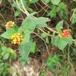 Lantana camaraКвітка