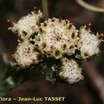 Antennaria carpatica फूल