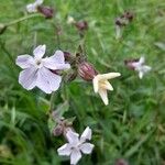 Silene latifoliaŽiedas