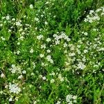 Gypsophila elegans Хабит