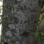 Salix scouleriana 樹皮