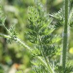 Daucus muricatus Leaf