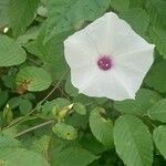 Ipomoea pandurata Flors