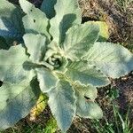 Verbascum boerhavii 葉