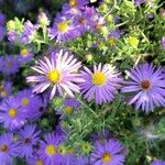 Symphyotrichum oblongifolium Flower