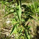 Antirrhinum majus Leaf