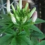 Cleome spinosa Flower