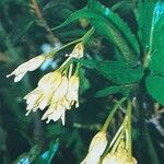 Cardamine enneaphyllos Fleur