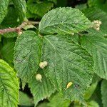 Rubus pruinosus পাতা