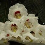 Rhododendron sinogrande Blomst