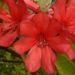 Rhododendron hellwigii