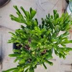 Crassula ovataLeaf