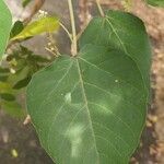 Croton urucurana Leaf