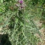 Cirsium palustre Habit