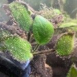 Anubias barteri Blatt
