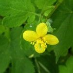 Chelidonium majusFlower