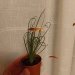 Albuca spiralis Folha